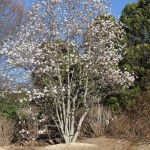 rivkin magnolia